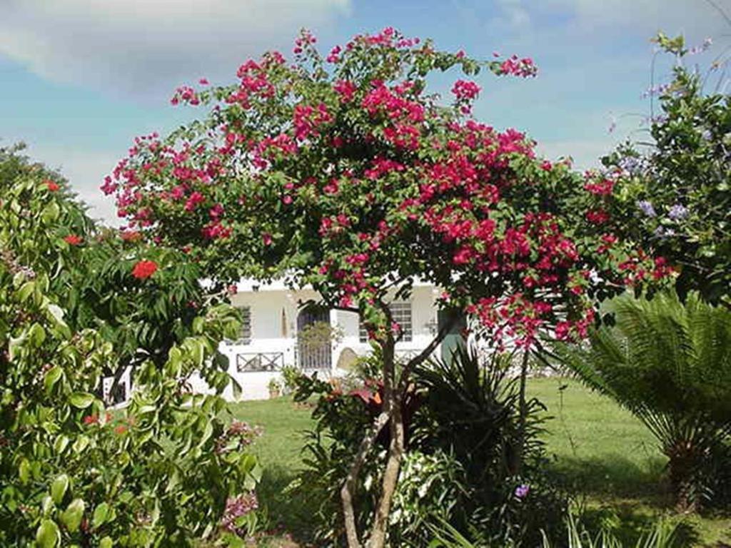 Great Escape And Breakfast Inn Vieques Bagian luar foto
